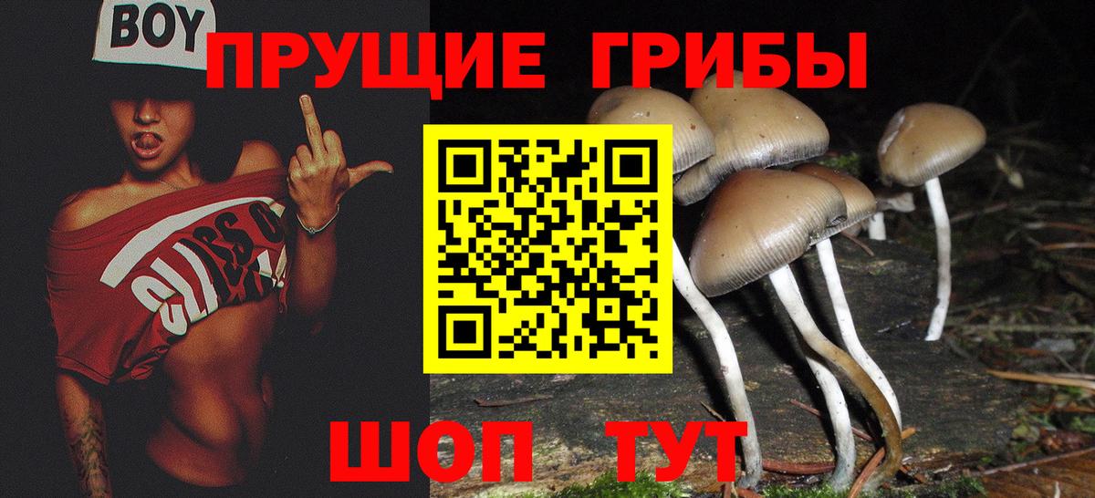 Псилоцибиновые грибы Psilocybine cubensis Южноуральск